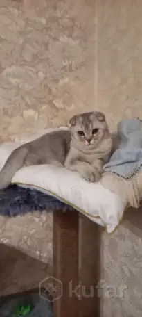 Шотландские котята, фотография 10
