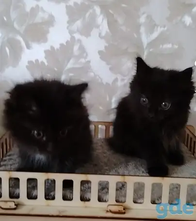 Курильский бобтейл котята, фотография 3