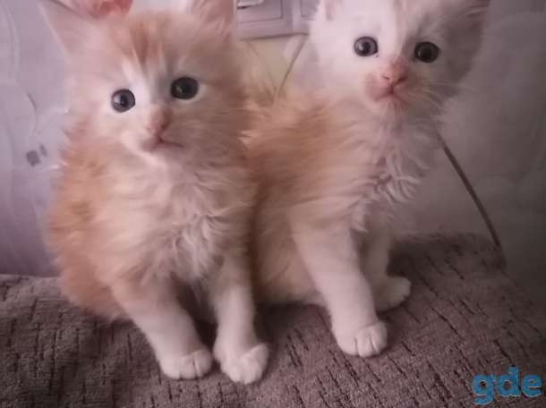 Продаются прекрасные котята Мейн кун 3 девочки и 2 мальчика, ходят в латок кушают корм для котят раял канин., фотография 6