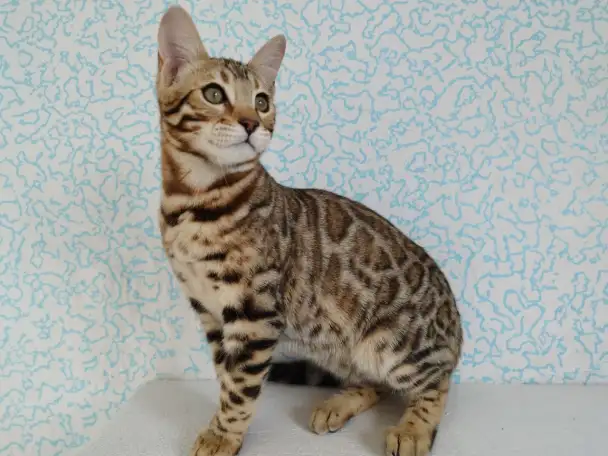 бенгальские котята, фотография 5