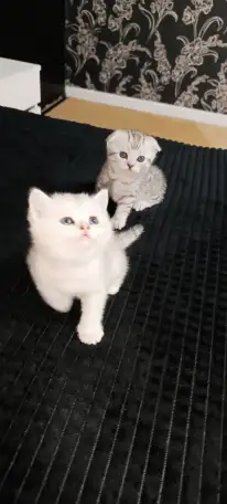 Шотландские котята, фотография 4