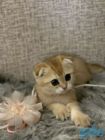 Шотландская кошечка, фотография 5