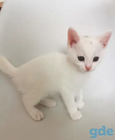 отдам котят, фотография 4