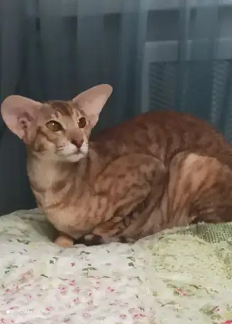 Ориентальные коты, фотография 2