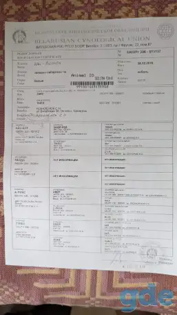 Продам щенков ЗСЛ, фотография 4