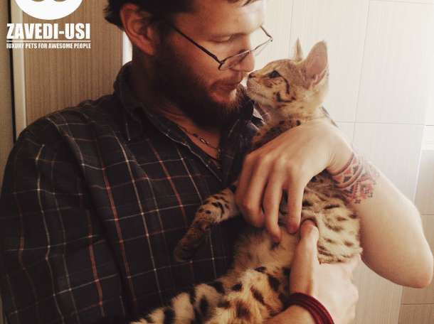 Коты Саванна Ф1 у вас дома!, фотография 7