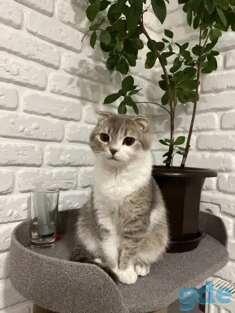 Шотландские котята, фотография 9