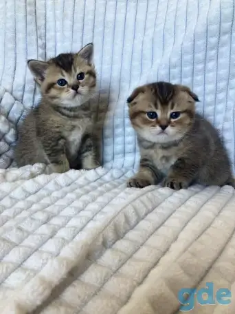 Шотландские котята голубая золотая шиншилла, фотография 1