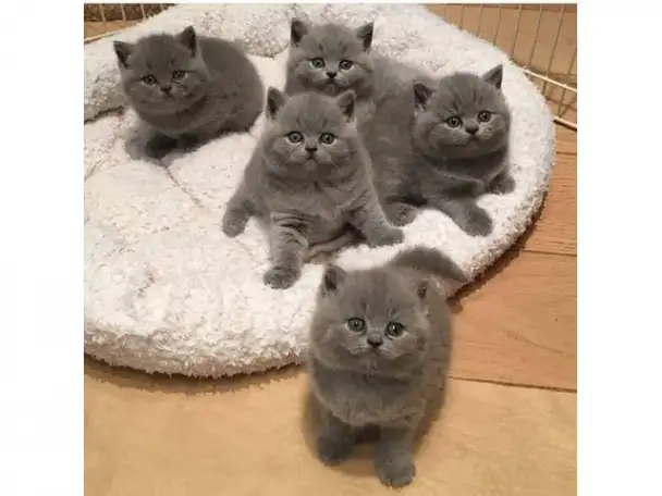WhatsApp, фотография 1