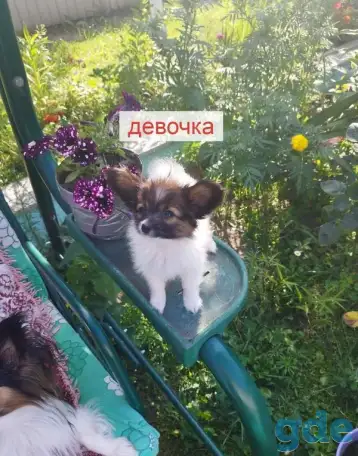 Щенки Папийон, фотография 4