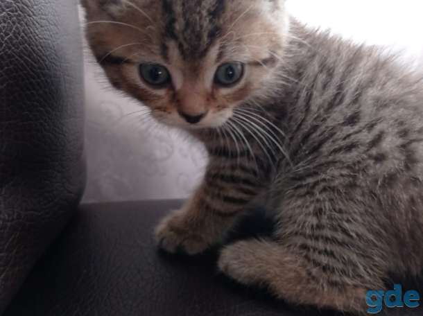 котята в дар, фотография 1
