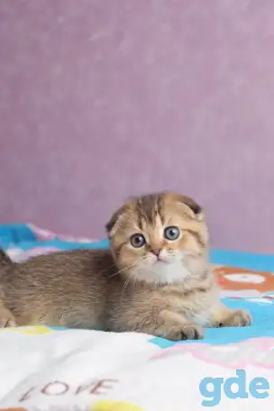 Котята шотландские ЗОЛОТАЯ ШИНШИЛЛА, фотография 4