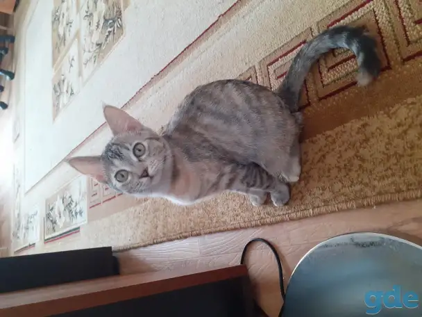 Отдам котят, фотография 2