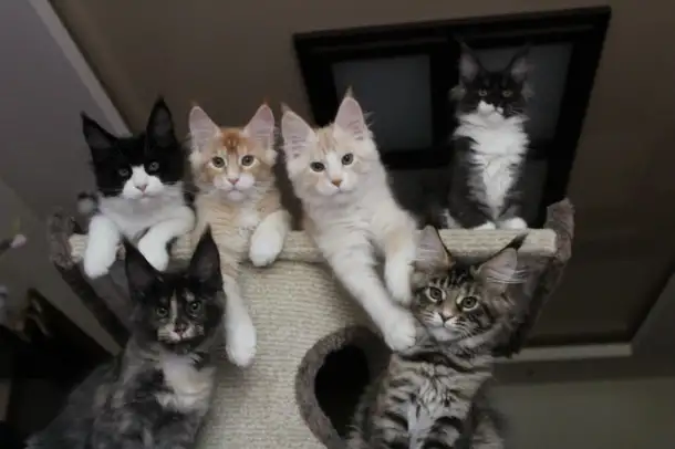 Мейн-кун котята!, фотография 2
