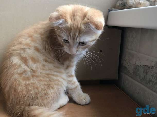 Котёнок мальчик, фотография 1