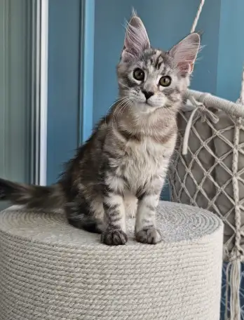 Котенок мейн кун из питомника, фотография 4