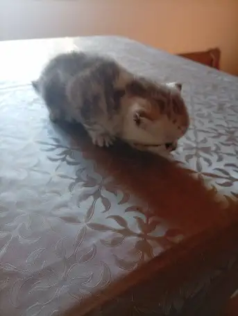 Котята, фотография 4