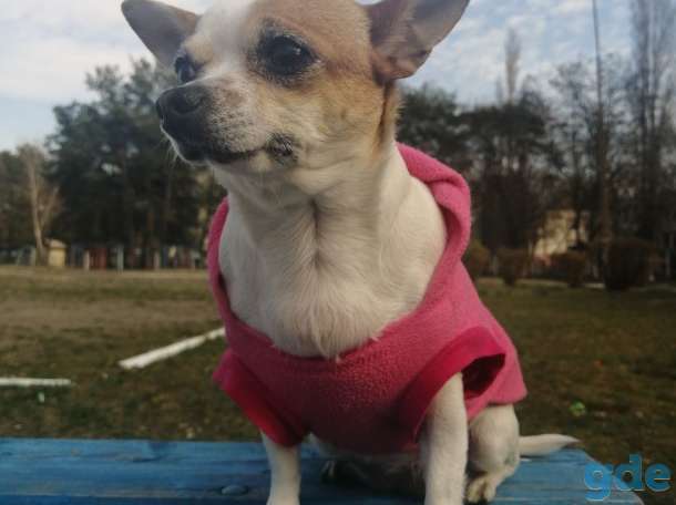продам щенков чихуахуа, фотография 6