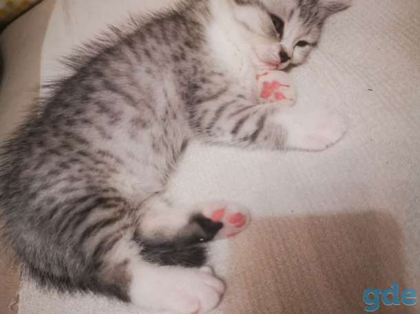 Шотландская кошечка, фотография 3