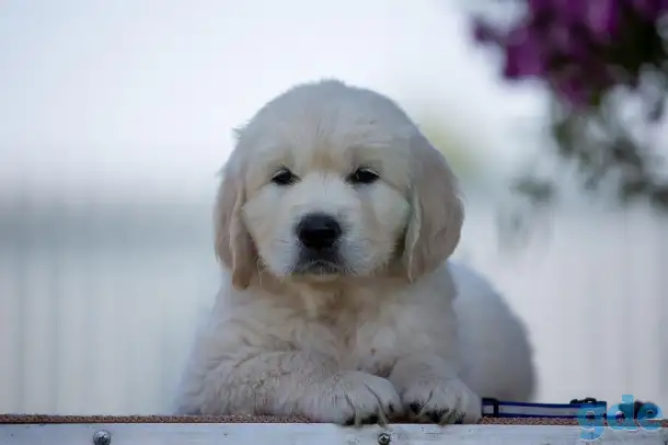 Щенки Golden Retriver, фотография 6