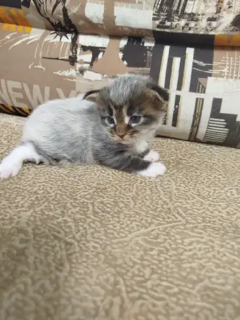 Котята мейн кун, фотография 13