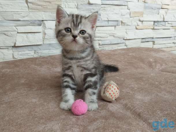 Шотландские котята, фотография 4
