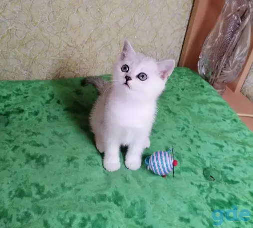 Британские котята, фотография 4