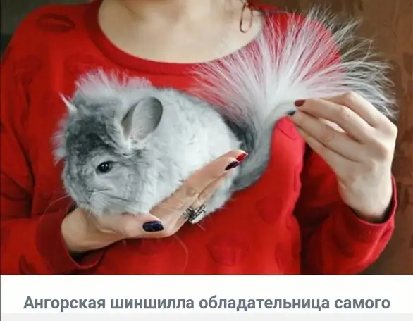 Куплю или возьму в дар, фотография 1