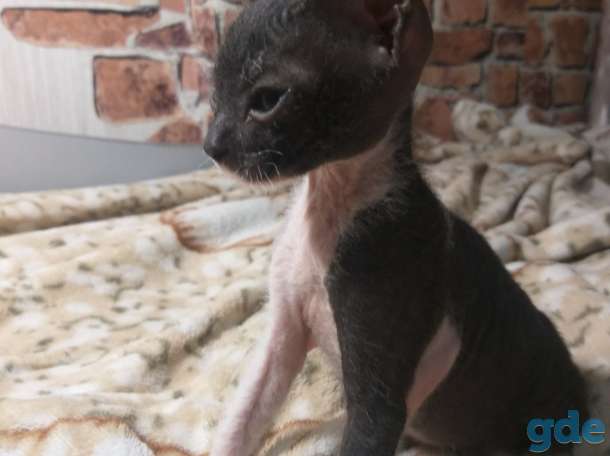 Забавная кошечка, фотография 2