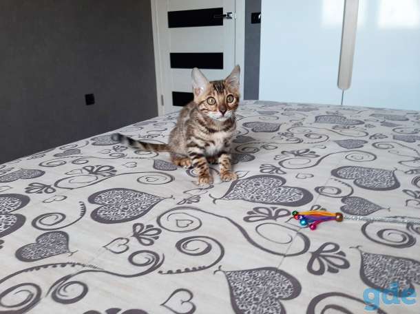Бенгальский котёнок, фотография 3
