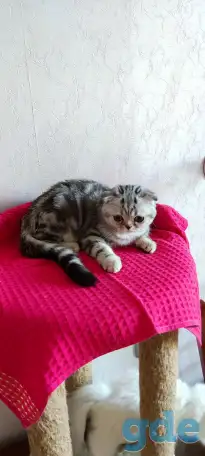 Шотландские котята с голубыми глазами, фотография 12