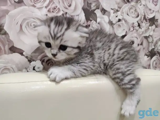 Шотландские плюшевые котята, фотография 2