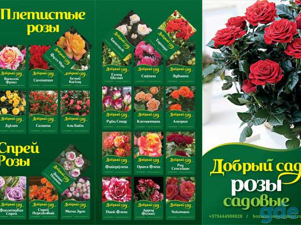 Садовые Розы отправляю Почтой, фотография 1