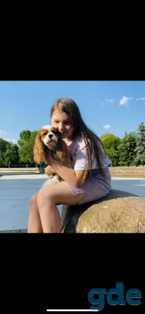 Вязка Кавалер Кинг Чарльз Спаниель, фотография 1
