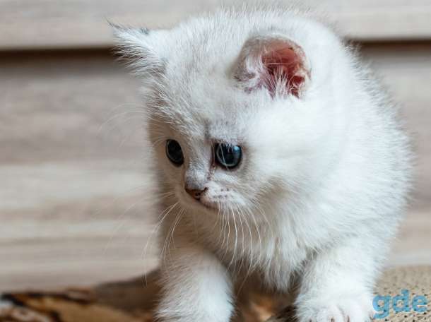 Шотландский котенок мальчик, фотография 3