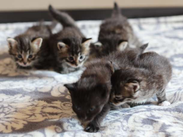 отдам домашних котят, фотография 5