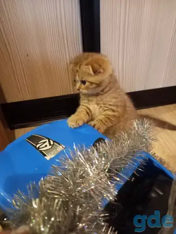 Шотландские котята, фотография 1