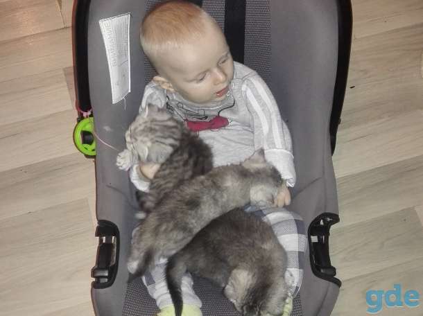 Шотландские вислоухие котята 3 мальчика, фотография 2