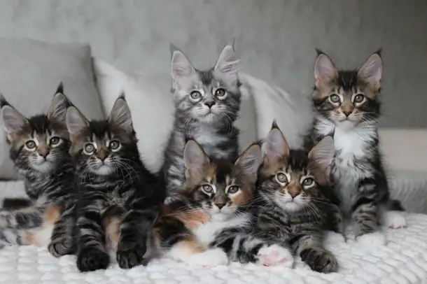 Мейн-кун котята, фотография 4