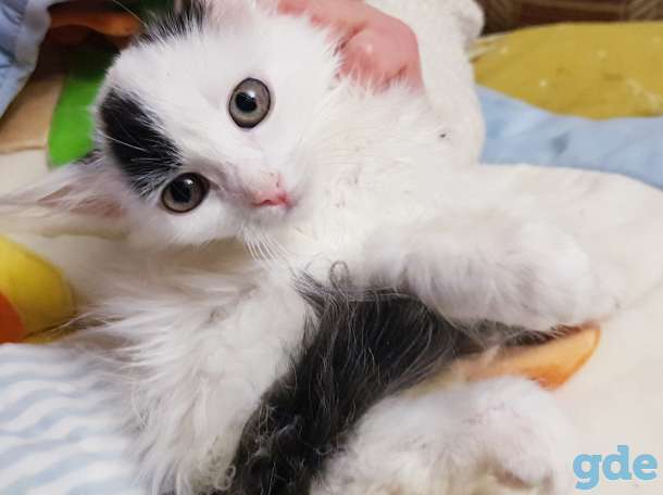 Котенок,кошечка в дар., фотография 2