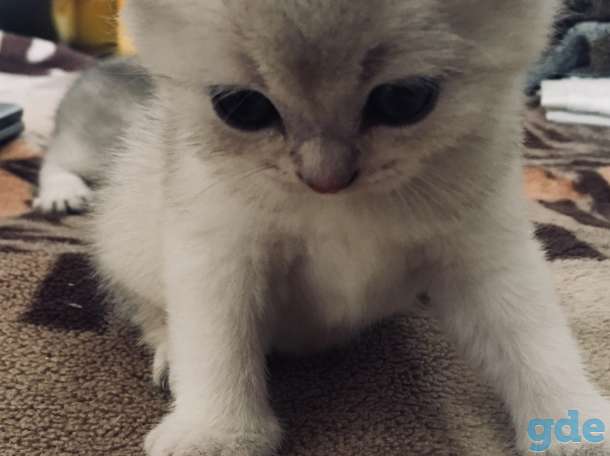 Шотландские котята, фотография 2