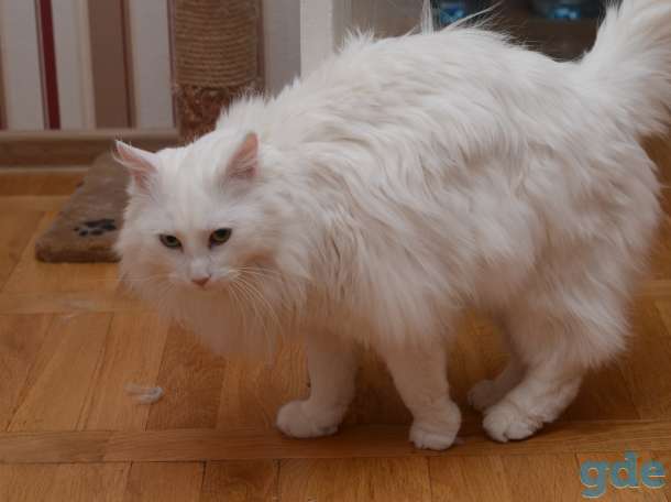 Отдадим котика в хорошие руки, фотография 3