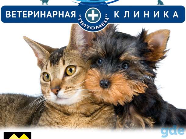 Ветеринарные услуги в Заславле. Качественно, по гос.ценам., фотография 1