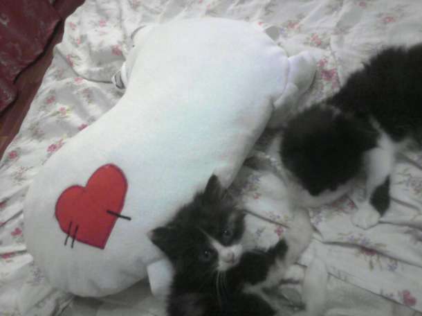 Котята в добрые руки, фотография 1