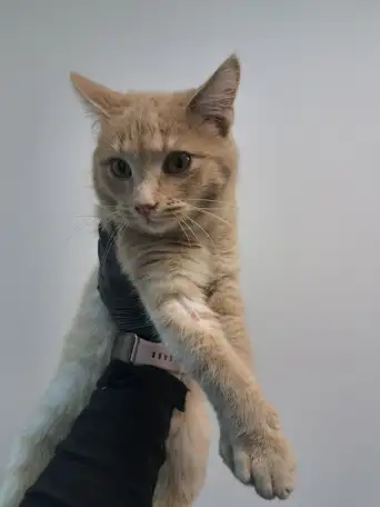 Кот ВАСИЛИО ищет дом, фотография 5