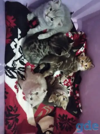 Шотландские котята, фотография 12
