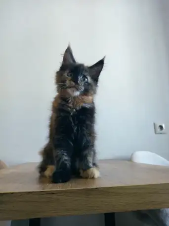 Котёнок Мейнкун, фотография 1