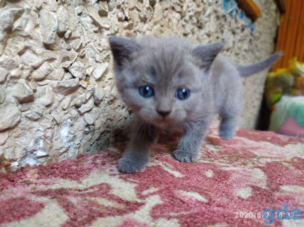 Котята шотландские вислоухие, фотография 7