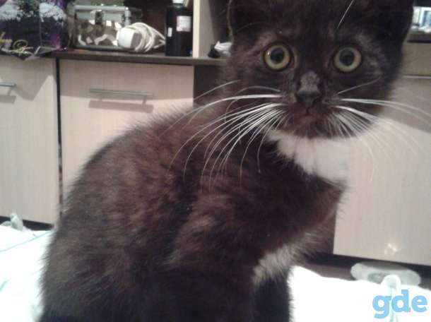 Котенок в дар, фотография 4