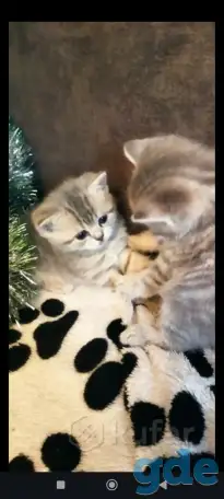 Шотландские чистокровные котята, фотография 17